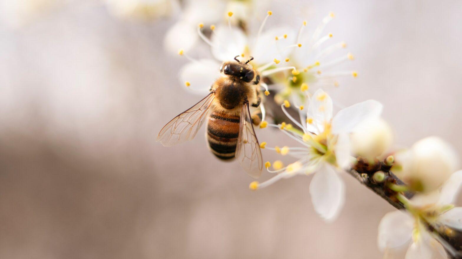 Sogedi participe à la préservation de la biodiversité !